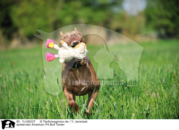 spielender American Pit Bull Terrier / playing American Pit Bull Terrier / YJ-06237