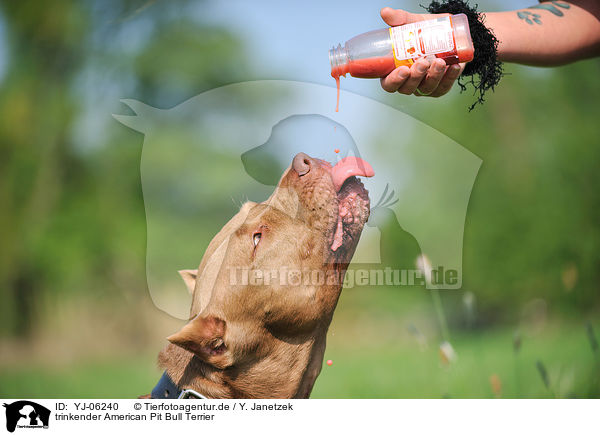 trinkender American Pit Bull Terrier / drinking American Pit Bull Terrier / YJ-06240
