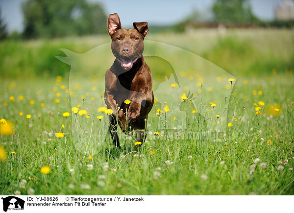 rennender American Pit Bull Terrier / YJ-08626