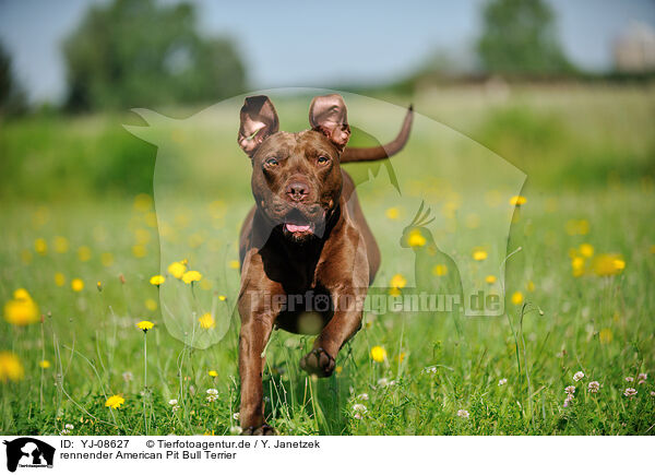 rennender American Pit Bull Terrier / YJ-08627