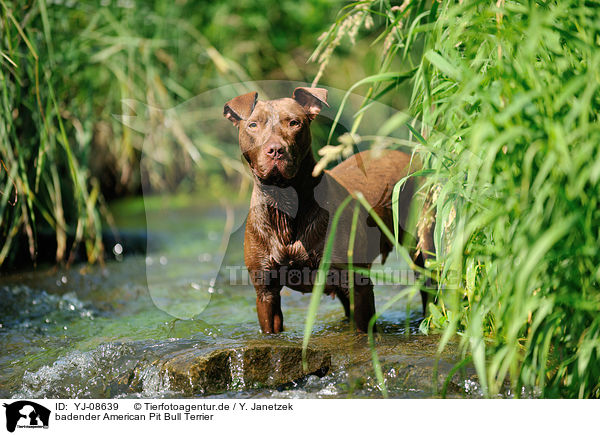 badender American Pit Bull Terrier / YJ-08639