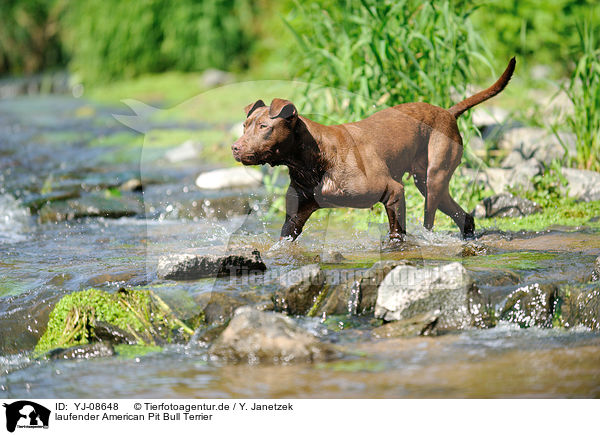 laufender American Pit Bull Terrier / YJ-08648