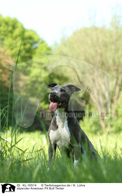 sitzender American Pit Bull Terrier / KL-16514