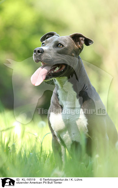 sitzender American Pit Bull Terrier / KL-16519