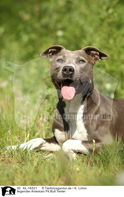 liegender American Pit Bull Terrier / KL-16521