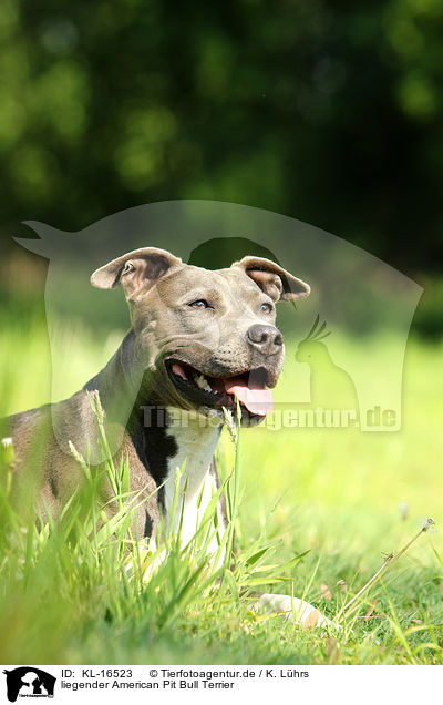 liegender American Pit Bull Terrier / KL-16523