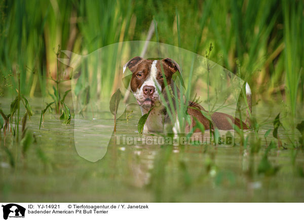 badender American Pit Bull Terrier / YJ-14921