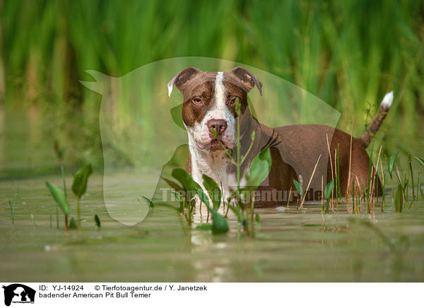 badender American Pit Bull Terrier / YJ-14924