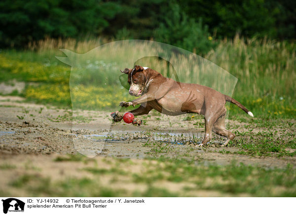spielender American Pit Bull Terrier / YJ-14932