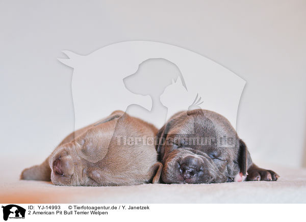 2 American Pit Bull Terrier Welpen / YJ-14993