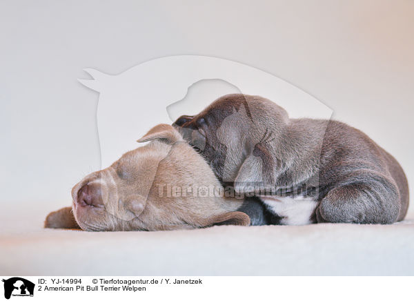 2 American Pit Bull Terrier Welpen / YJ-14994