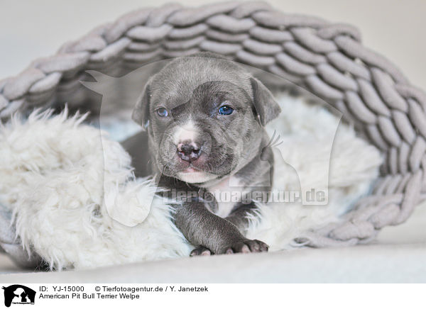 American Pit Bull Terrier Welpe / YJ-15000