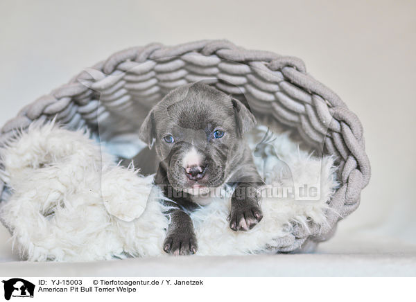 American Pit Bull Terrier Welpe / YJ-15003