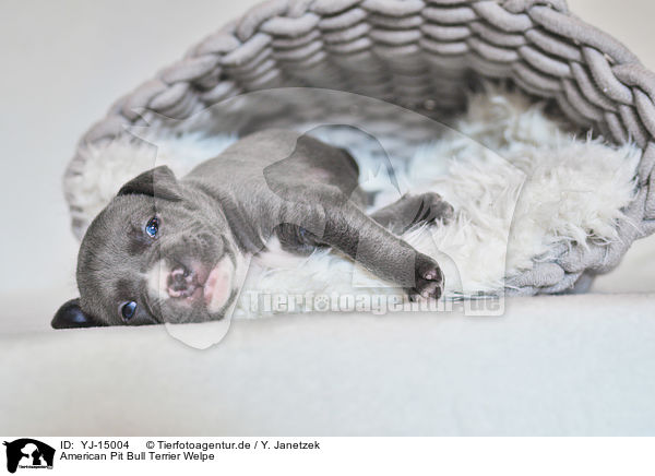 American Pit Bull Terrier Welpe / YJ-15004
