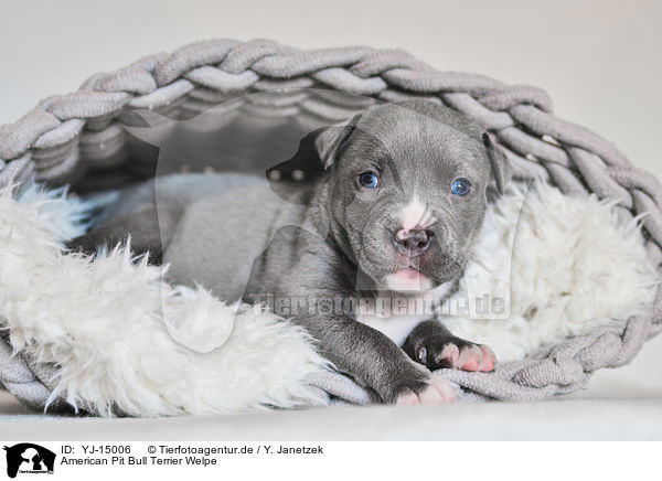 American Pit Bull Terrier Welpe / YJ-15006