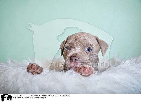American Pit Bull Terrier Welpe / YJ-15012