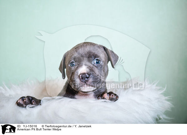 American Pit Bull Terrier Welpe / YJ-15016