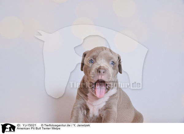 American Pit Bull Terrier Welpe / YJ-15021