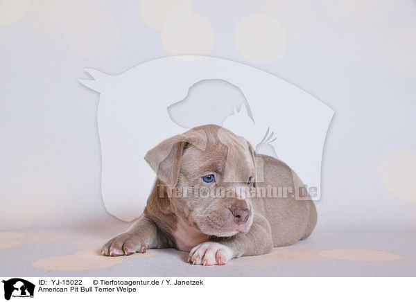 American Pit Bull Terrier Welpe / YJ-15022