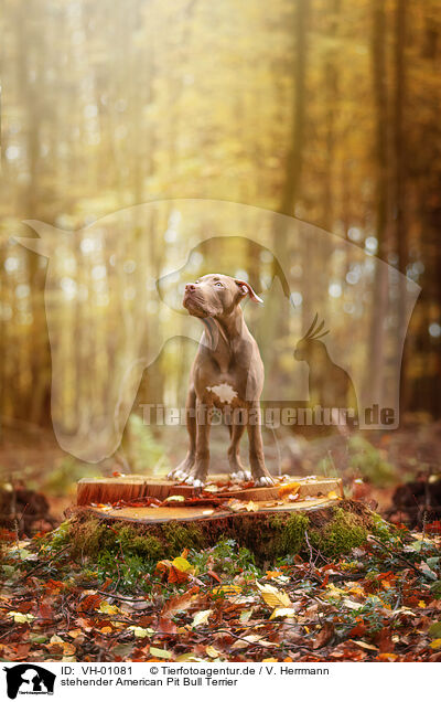 stehender American Pit Bull Terrier / VH-01081