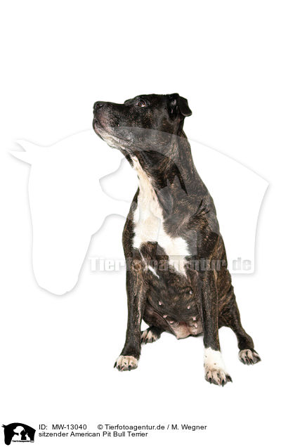 sitzender American Pit Bull Terrier / MW-13040