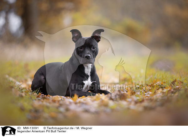 liegender American Pit Bull Terrier / MW-13091