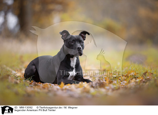liegender American Pit Bull Terrier / MW-13092