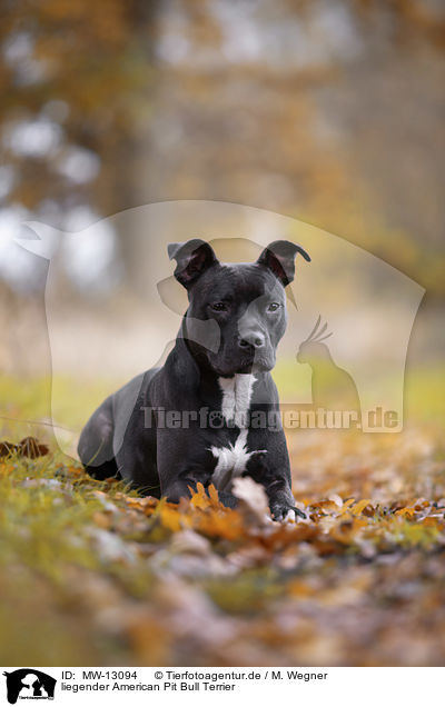 liegender American Pit Bull Terrier / MW-13094