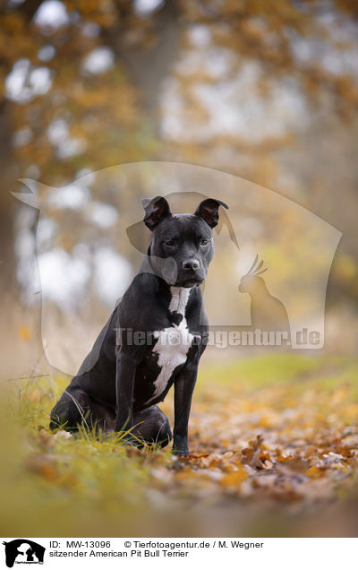 sitzender American Pit Bull Terrier / MW-13096