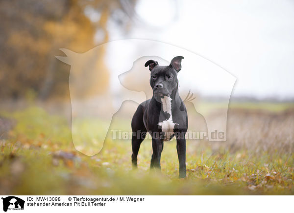 stehender American Pit Bull Terrier / MW-13098