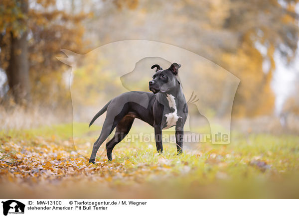 stehender American Pit Bull Terrier / MW-13100