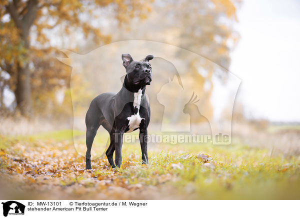 stehender American Pit Bull Terrier / MW-13101
