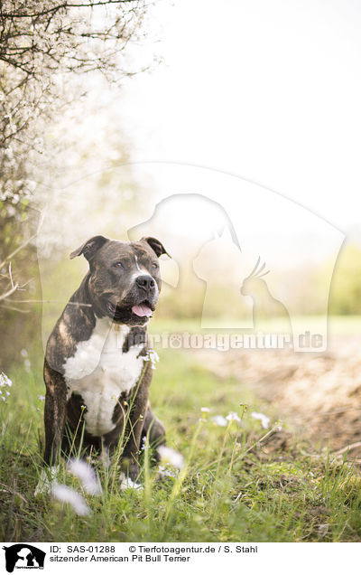 sitzender American Pit Bull Terrier / SAS-01288