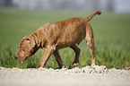 American Pit Bull Terrier Welpe