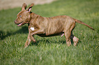 American Pit Bull Terrier Welpe