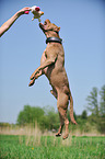 springender American Pit Bull Terrier