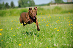 springender American Pit Bull Terrier