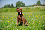 sitzender American Pit Bull Terrier
