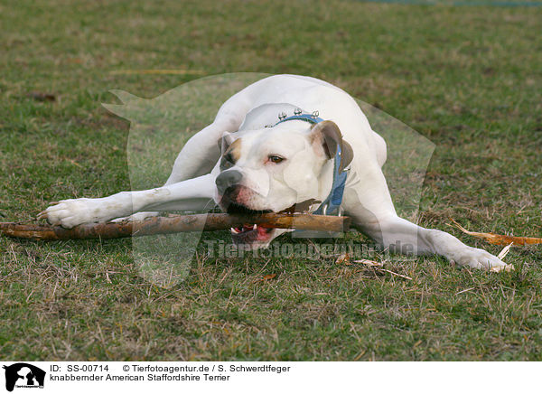 knabbernder American Staffordshire Terrier / SS-00714