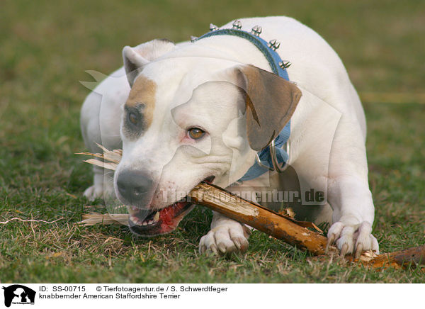 knabbernder American Staffordshire Terrier / SS-00715
