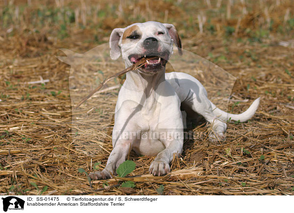 knabbernder American Staffordshire Terrier / SS-01475