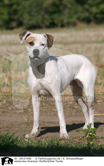 stehender American Staffordshire Terrier / standing American Staffordshire Terrier / SS-01486