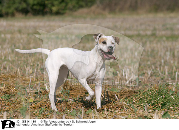 stehender American Staffordshire Terrier / SS-01489