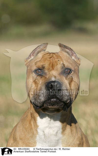 American Staffordshire Terrier Portrait / RR-05684