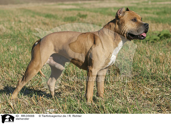 stehender / standing American Staffordshire Terrier / RR-05688