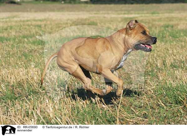 rennender / running American Staffordshire Terrier / RR-05690