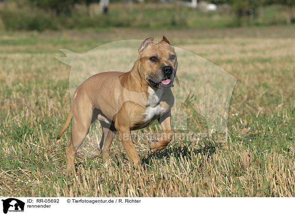 rennender / running American Staffordshire Terrier / RR-05692