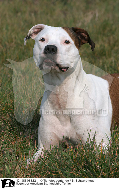 liegender American Staffordshire Terrier / lying American Staffordshire Terrier / SS-08322
