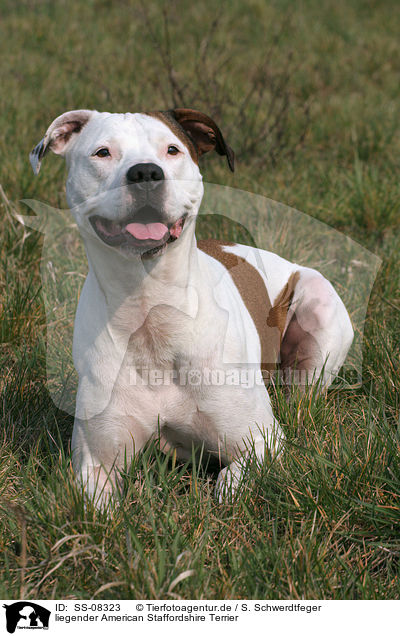 liegender American Staffordshire Terrier / lying American Staffordshire Terrier / SS-08323