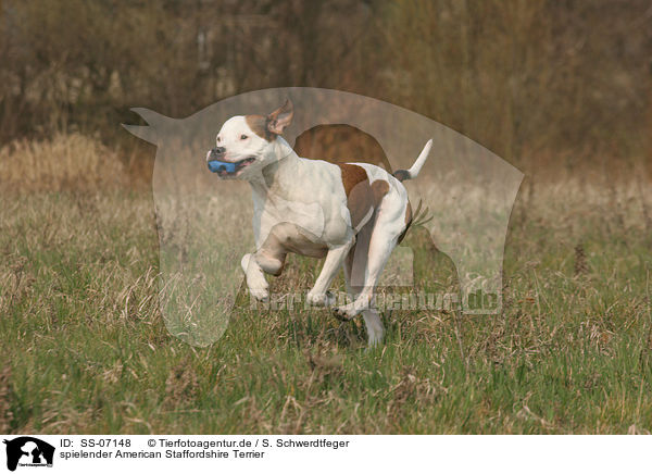 spielender American Staffordshire Terrier / playing American Staffordshire Terrier / SS-07148